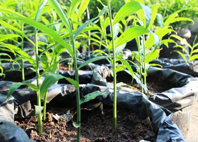 Cara Menanam Jagung Di Polybag