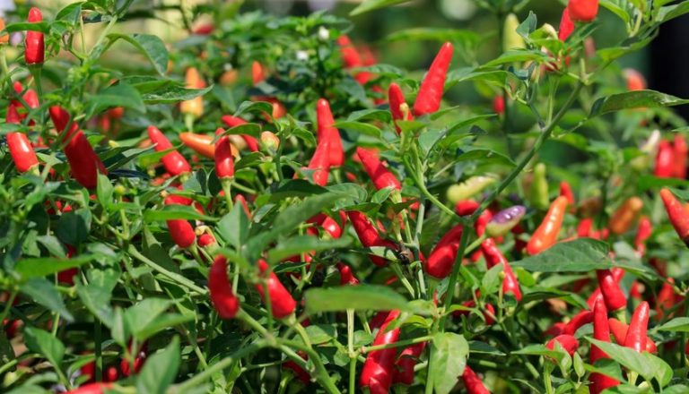 cara menanam cabe rawit