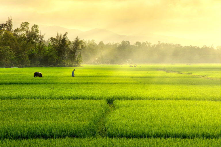 cara menanam padi yang baik dan menguntungkan