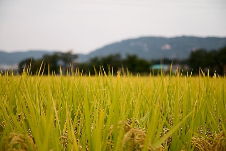 cara meningkatan hasil panen padi di sawah
