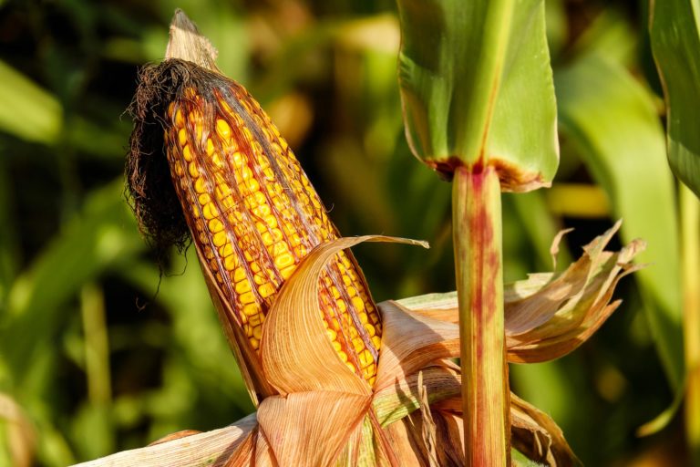 cara menanam jagung
