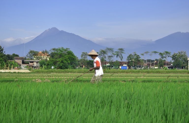 cara merawat tanaman padi