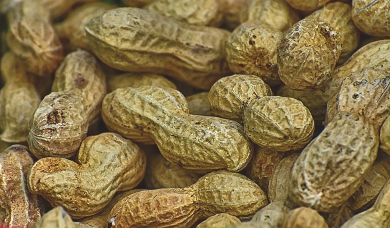cara tanam kacang tanah