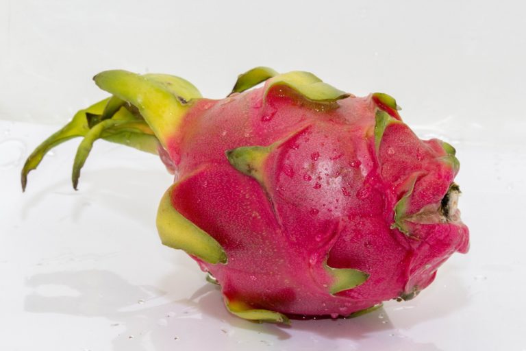 cara menanam buah naga