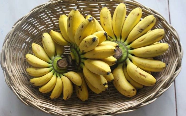 Cara Menanam Pisang Yang segar