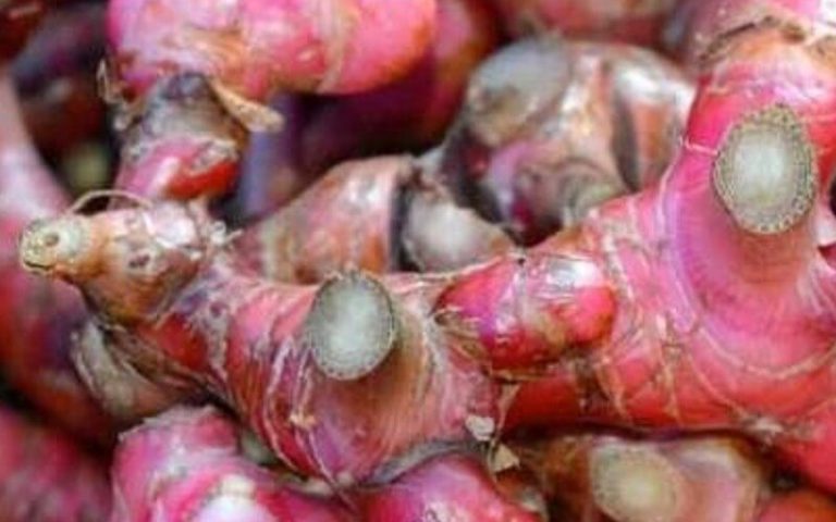 Manfaat Jahe Merah Bagi Kesehatan Tubuh