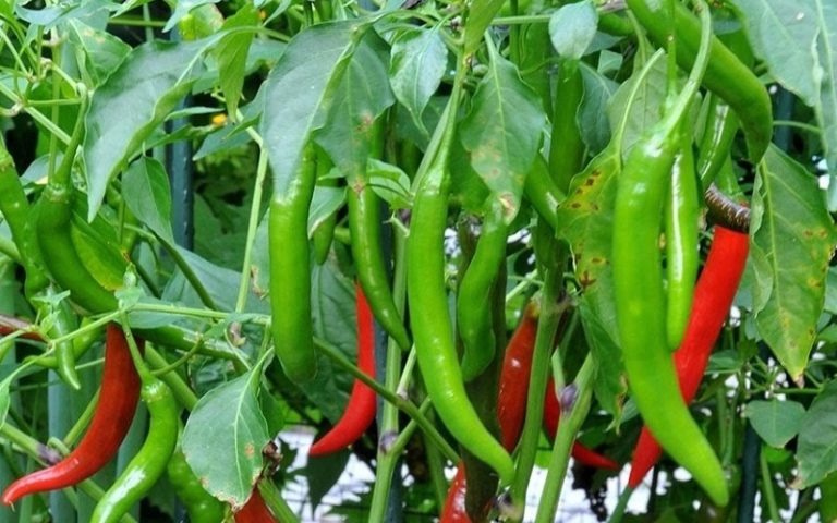 Cara Menanam Cabe Rawit yang Cepat Panen