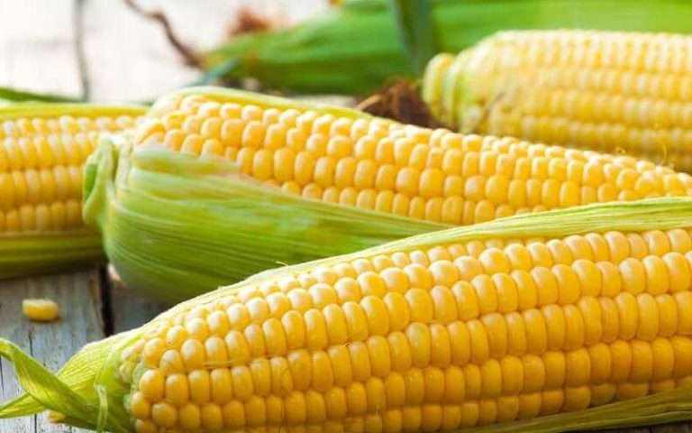 Cara Budidaya Jagung Manis yang sederhana Dan Asal-Usulnya