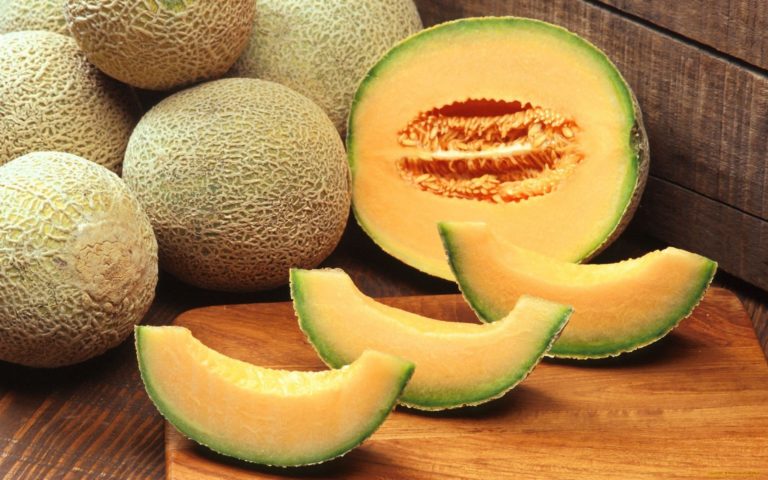 budidaya melon dalam polybag