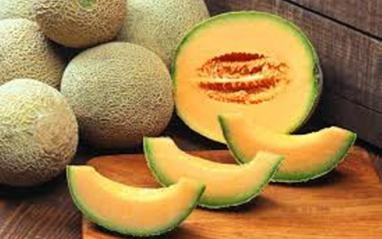 budidaya melon dalam polybag