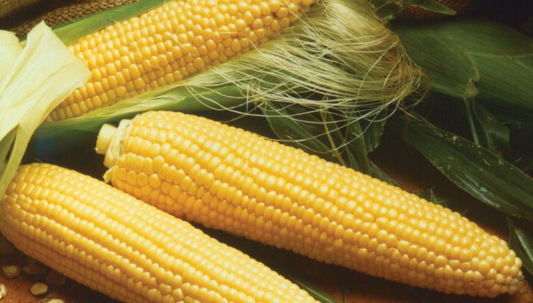 cara merawat tanaman jagung