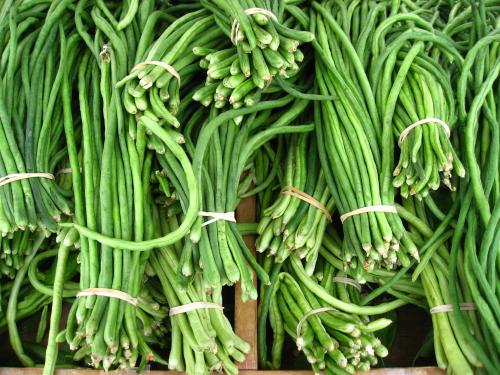 Budidaya Kacang Panjang