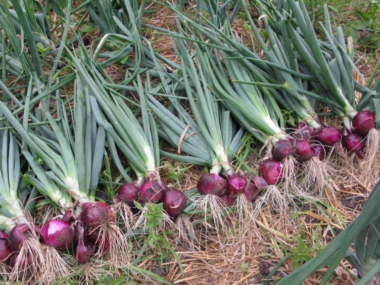 cara menanam bawang merah