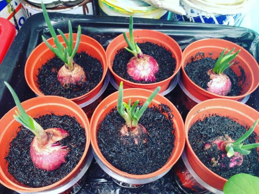cara menanam bawang merah