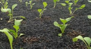 membuat atau mengganti lahan menjadi lebih segar