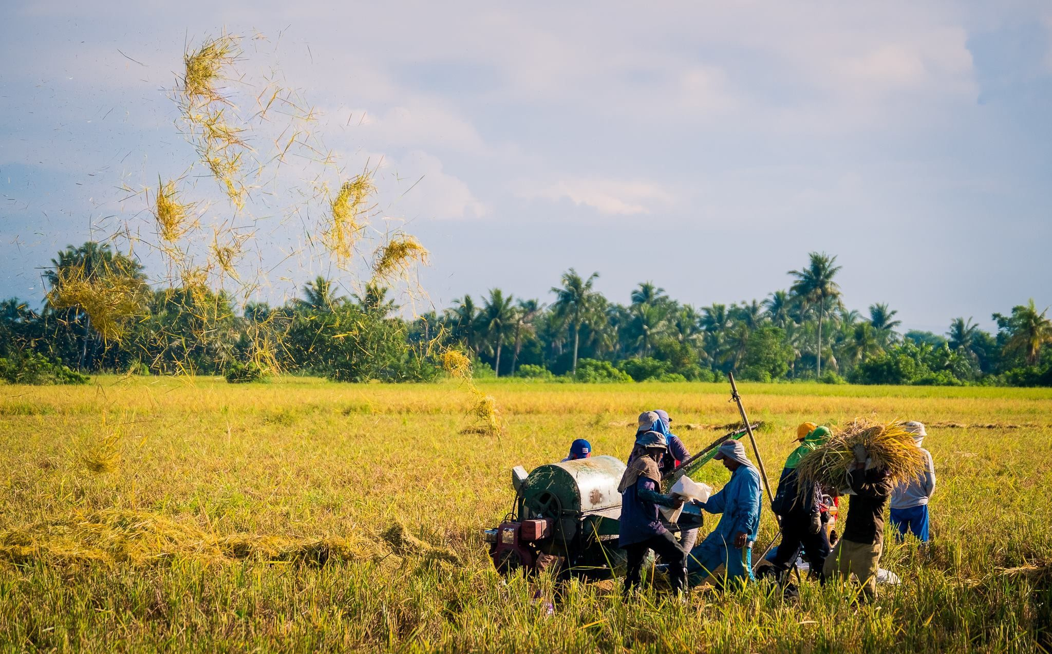 Cotoh Usaha di Bidang Pertanian