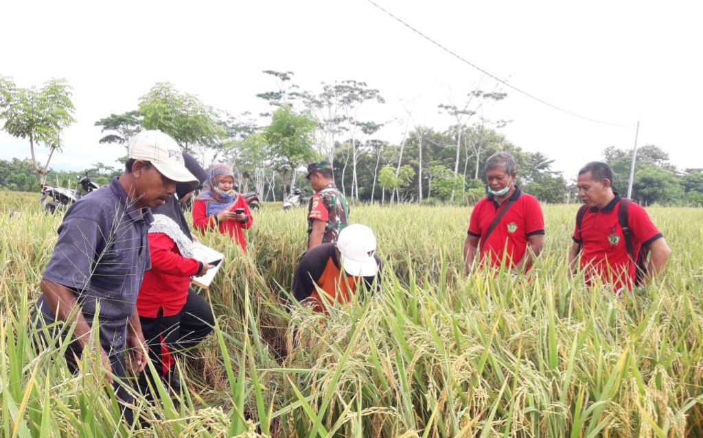 Bisnis Pertanian Modal Kecil