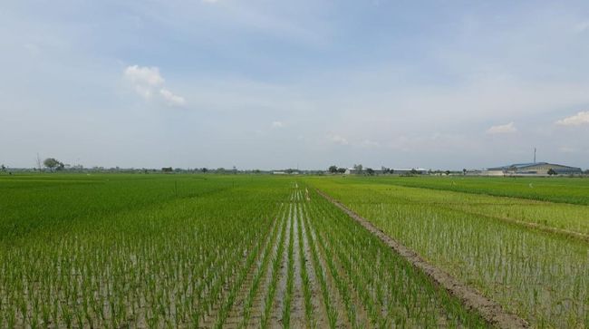 jenis-jenis alat tanam padi