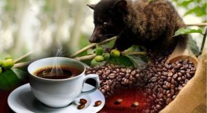 kafe-kopi-luwak