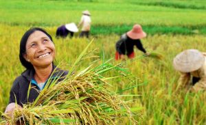petani tersenyum