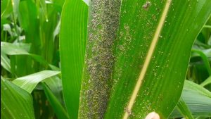 kutu jagung