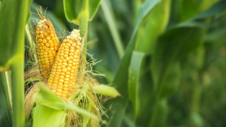 Rahasia Sukses Cara Menanam Jagung Manis