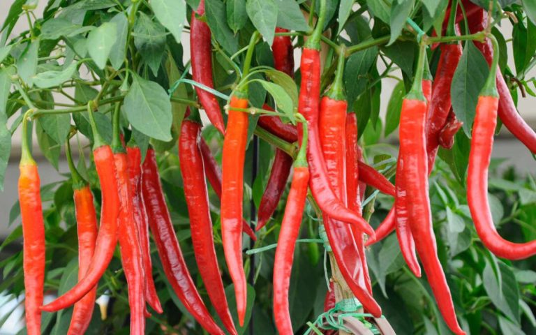 Bibit Cabe Cepat Besar