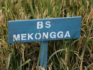 mekongga