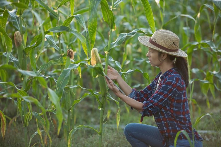 Alat dan mesin pasca panen jagung