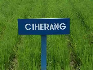 ciherang