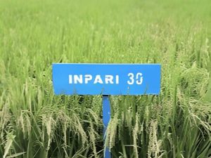 jenis padi cepat panen inpari 30 - 2