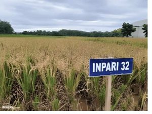 jenis padi cepat panen inpari 32 - 2