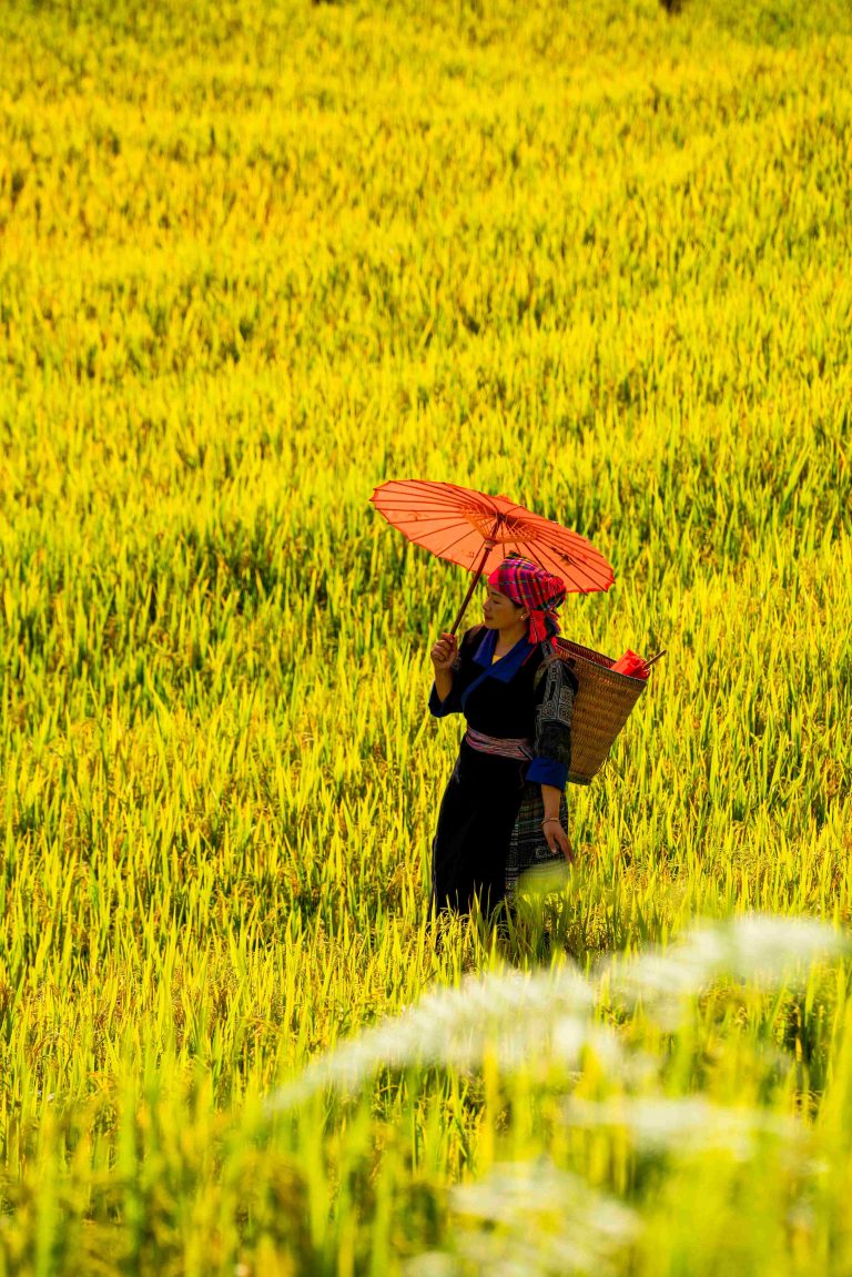 cara mengatasi tikus sawah