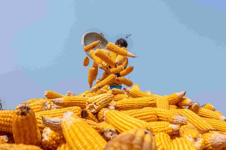 cara panen jagung