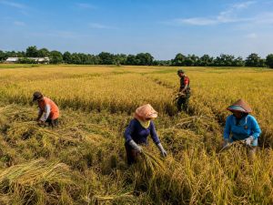 Solusi Panen Padi Skala Besar