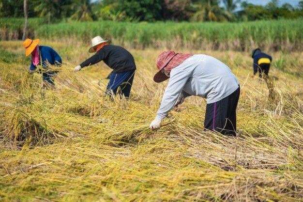 Cara Tanam Padi Modern dengan Alat Tanam Padi