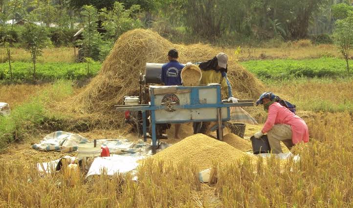 Cara Menggiling Padi dengan Benar agar Beras Tetap Berkualitas