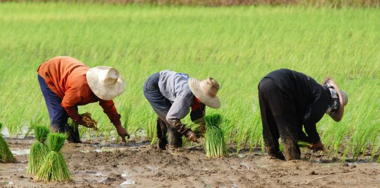 Cara Menanam Padi yang Benar untuk Tanaman Subur