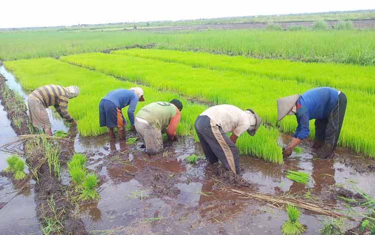 cara menanam padi dengan cepat