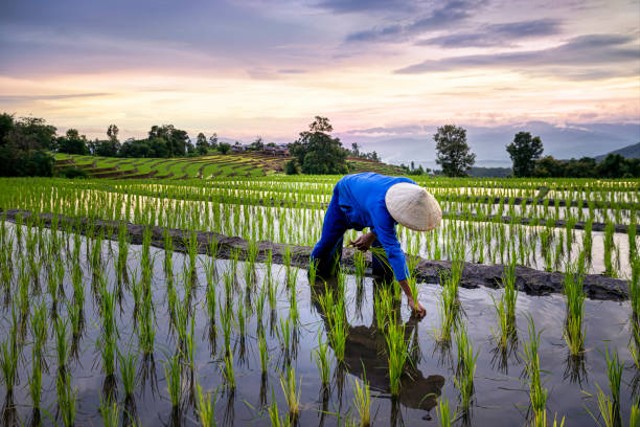 Jenis Padi yang Cepat Panen untuk Budidaya Lebih Efisien