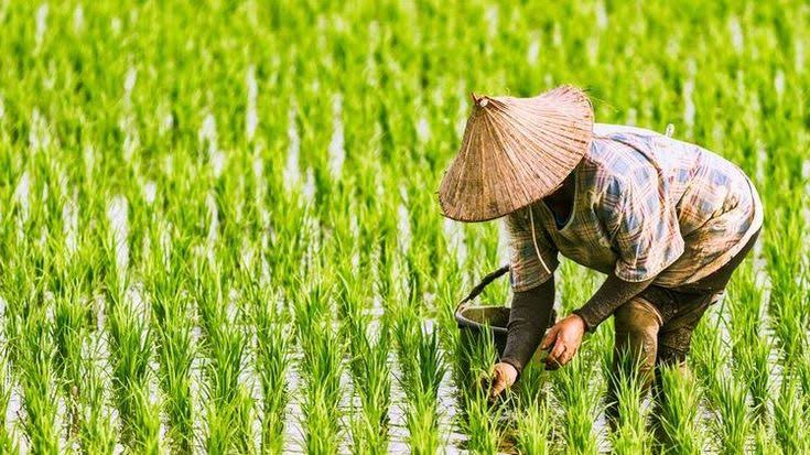 Alat untuk Memotong Padi yang Bikin Proses Panen Lebih Cepat